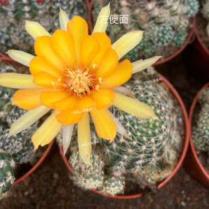 乌艳丸仙人球 方便面创意丽花球多肉植物 办公室开花肉肉小盆栽
