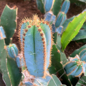 金青阁仙人柱 创意北欧室内装饰仙人球组合 超大盆栽植物花卉特价