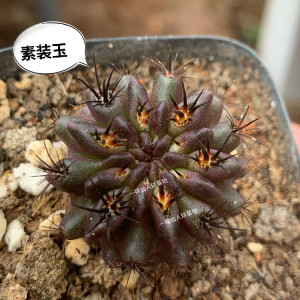 短豪刺素妆玉neochilenia paucicostata智利球属实生仙人球好养活