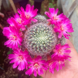 圣丽丝仙人球有根多肉植物室内花卉盆栽花仙人掌稀有品种绿植桌面