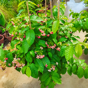 使君子花大苗重瓣爬藤植物庭院阳台净化空气花卉客厅大型绿植盆景