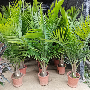 7-1.8米国王椰子大棵植物室内客厅大型绿植阳台庭院四季好养花