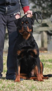 出售罗威纳幼犬纯种赛级双血统防暴犬德系美系家养大头高级护卫犬