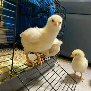 宠物小鸡网红小黄鸡小萌鸡包活到家小型小宠物活物小鸡仔童年活体