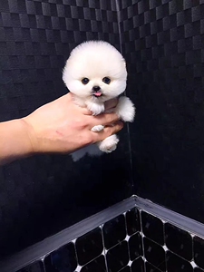 茶杯犬幼犬俊介犬长不大小狗活幼体博美幼犬小型袖珍犬比熊宠物狗