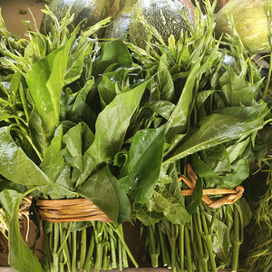 云南德宏新鲜蔬菜帕哈秀帕克秀煮汤素炒傣族菜叶子菜时令生鲜包邮