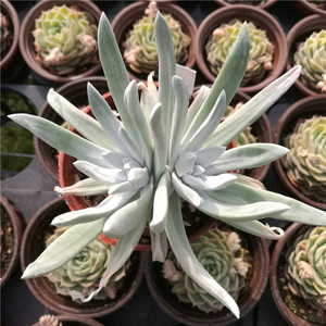 初霜御剑爱杜丽丝仙女杯稀有贵货多肉植物室内盆栽图片一物一拍