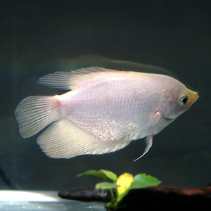 招财鱼 活体 绿巨人 地图鱼 红眼招财宠物淡水鱼活热带鱼观赏鱼