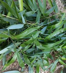 真毛竹叶子特价现摘新鲜竹子叶深山野生竹叶茶楠竹叶嫩竹叶