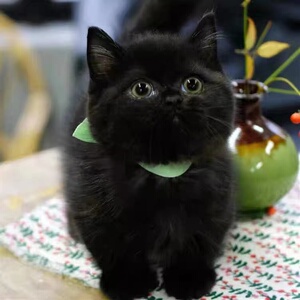 辟邪孟买猫纯种黑猫幼崽纯黑宠物活体英短黑煤球猫招财猫咪活物