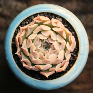 海滨格瑞/海宾格瑞/包子海滨控养大单头 办公室内防辐射多肉植物