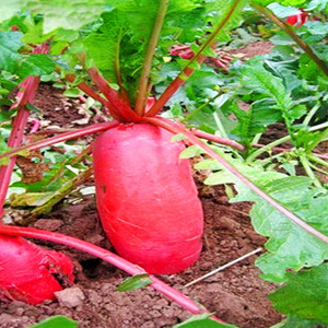 大红袍萝卜种子水萝卜种籽红皮水果罗卜籽种四季盆栽菜种子蔬菜孑