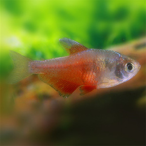 火焰旗灯鱼火焰鳍草缸稀有小型灯鱼观赏鱼群游淡水热带鱼活体宠物