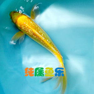 纯种日本锦鲤鱼苗活体黄金闪10-14cm  鳞片发光金银鳞观赏鱼