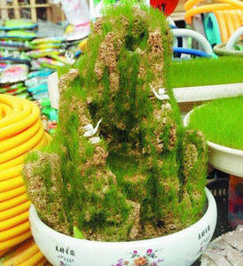 上水石其他香草观叶植物 阳台花草 吸水石草坪盆景草 假山草