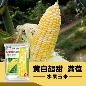 华美甜28号金银粟玉米种子 黄白双色超甜玉米种孑华农大种业 高产
