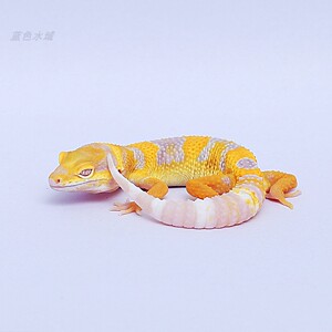 豹纹守宫川普橘白化柠檬霜