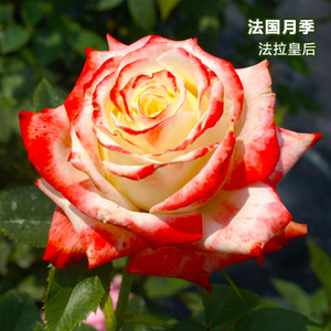【玫瑰半岛】法拉皇后  切花月季花苗大花丰花多季