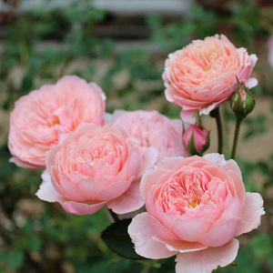 【玫瑰半岛】欧洲月季花苗安尼克城堡 多季节开花 2加仑扦插