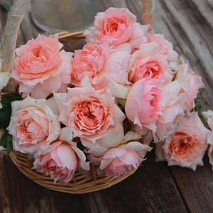 玫瑰半岛 莫妮卡戴维 法国月季 美人尖花瓣月季盆栽花卉
