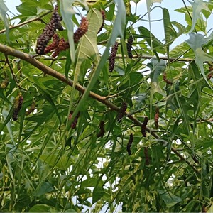 鸡爪桑鸡甜桑  超甜果桑 果桑新品种 观赏新西兰裂叶果桑轩轩桑苗