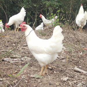 活体发货 农村散养纯白母鸡 放养土鸡 下蛋鸡 纯白色母鸡 纯白毛