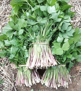 东北山菜新鲜野生山野菜大叶芹山芹菜长白山250克4份包邮顺丰空运