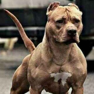 0023人付款淘宝比特犬幼犬纯种大型比特犬纯种斗狗幼犬纯种比特犬大型