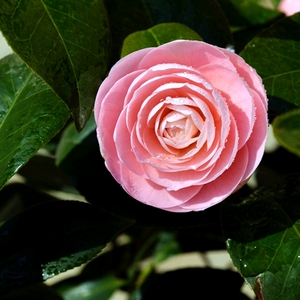 小桃红宫粉山茶花盆栽名贵庭院树苗四季花卉植物室内花耐寒带花苞