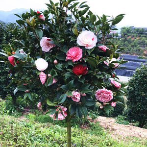 50艾莹旗舰店天猫超香名贵兰花【金玉满堂】浓香大花朵盆栽室内花卉