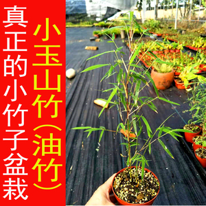 真正的竹子盆栽小玉山竹 油竹 凤尾竹姬翠竹澳洲风竹青轴力竹米竹