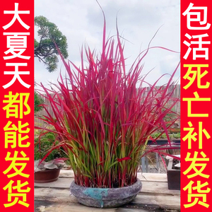 包活大热天都能发货血茅草不怕太阳暴晒新手易养日本野草越晒越红