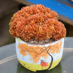 糖果缀化精品多肉植物老桩稀有品种肉肉花卉绿植盆栽大颗好养新品