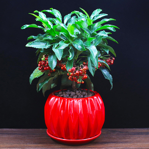 富贵籽盆栽带果发货室内客厅房间办公桌面店面开业送礼招财发财树2人