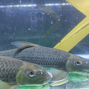 猪嘴鱼 木杆子鱼 黑头鱼 泉水鱼 东方墨头鱼 暗色唇鲮大型冷水鱼