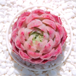 朱砂痣 粉色美人痣桃花色绣球精控单头4厘米多肉植物美好阳台多肉