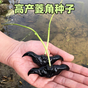 菱角种子种苗洪湖大青菱角高产水生植物老菱角种子成活率高