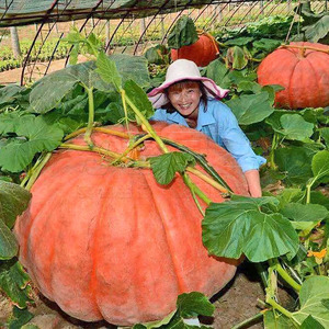 美国巨型大南瓜种子 超级南瓜种子 南瓜种籽 春秋播种 高产 特大