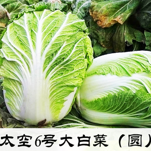 太空6号白菜种高产白菜籽秋季山东胶州大白菜籽抗病蔬菜种子春秋