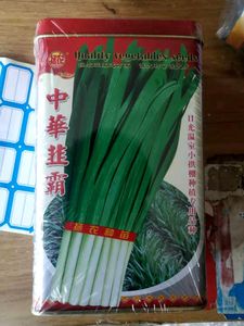 中华韭霸韭菜种子雪韭王种籽四季种植不休眠R 河南韭菜种菜农用种