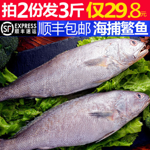 星渔野生海捕鳘鱼大米鱼鮸鱼敏子新鲜鲜活冷冻海鲜水产一份1斤半