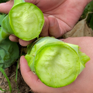 四季鸡腿芥兰种子芥蓝介蓝种籽孑籽种广东芥蓝菜籽大介兰菜苗菜种