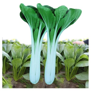 90广水陈祥淘宝湖北广水特产腌高杆白菜长杆白菜酸菜高山箭杆白菜