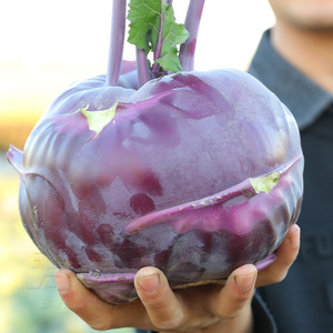 脆嫩紫苤兰种子紫色苤蓝苤蓝翠玉青苤兰孑春秋两季中早熟蔬菜种籽