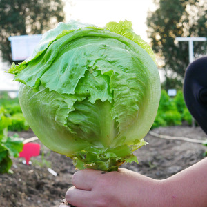 球形生菜结球生菜种孑四季阳台盆栽菜种子春季菜籽球种大全青菜