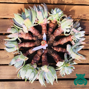 多肉仙女杯雪山