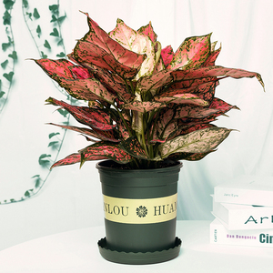 如意皇后盆栽 吸甲醛植物 净化空气 寓意吉祥如意绿植