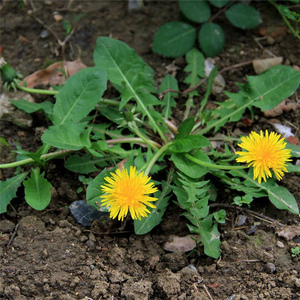 现挖3斤包邮新鲜蒲公英带根农家生态蔬菜婆婆丁东北蘸酱菜0人付款45