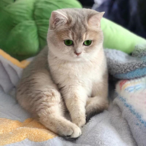 英短蓝金渐层猫幼猫纯种活体英国短毛猫金银渐层幼崽矮脚猫宠物猫