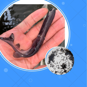 优质水产鸭嘴鱼苗水花饲料匙吻鲟鱼大型观赏养殖鱼活体鲜活食用鱼